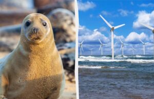Тюлені тікають від будівництва вітряків, та згодом повертаються і поводяться незвично Тюлені-тікають-від-будівництва-вітряків,-та-згодом-повертаються-і-поводяться-незвично
