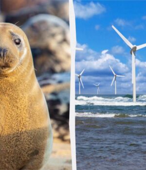 Тюлені-тікають-від-будівництва-вітряків,-та-згодом-повертаються-і-поводяться-незвично