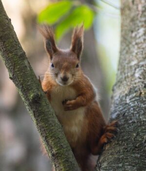 24-квітня-дощів-в-Україні-стане-менше,-але-не-потеплішає