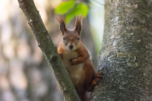 24 квітня дощів в Україні стане менше, але не потеплішає 24-квітня-дощів-в-Україні-стане-менше,-але-не-потеплішає