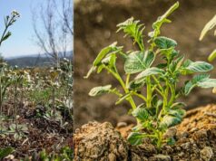 Картоплю і рис одягнуть у “білковий светр”: вчені у пошуках рятувати врожаї від холодів Картоплю-і-рис-одягнуть-у-“білковий-светр”:-вчені-у-пошуках-рятувати-врожаї-від-холодів