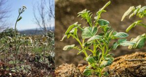 Картоплю і рис одягнуть у “білковий светр”: вчені у пошуках рятувати врожаї від холодів Картоплю-і-рис-одягнуть-у-“білковий-светр”:-вчені-у-пошуках-рятувати-врожаї-від-холодів