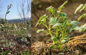 Картоплю і рис одягнуть у “білковий светр”: вчені у пошуках рятувати врожаї від холодів Картоплю-і-рис-одягнуть-у-“білковий-светр”:-вчені-у-пошуках-рятувати-врожаї-від-холодів