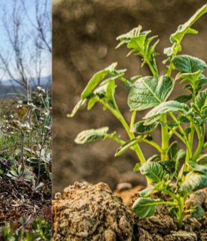 Картоплю-і-рис-одягнуть-у-“білковий-светр”:-вчені-у-пошуках-рятувати-врожаї-від-холодів
