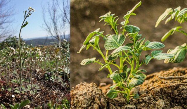 Картоплю і рис одягнуть у “білковий светр”: вчені у пошуках рятувати врожаї від холодів Картоплю-і-рис-одягнуть-у-“білковий-светр”:-вчені-у-пошуках-рятувати-врожаї-від-холодів
