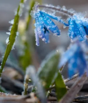 Мокрий сніг і заморозки 24 квітня накриють частину України