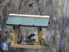 Людям, які роблять годівниці для птахів та білок, притаманні ці 11 рідкісних рис характеру Людям,-які-роблять-годівниці-для-птахів-та-білок,-притаманні-ці-11-рідкісних-рис-характеру