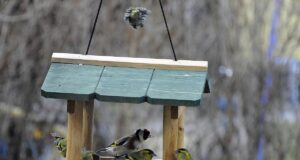 Людям, які роблять годівниці для птахів та білок, притаманні ці 11 рідкісних рис характеру Людям,-які-роблять-годівниці-для-птахів-та-білок,-притаманні-ці-11-рідкісних-рис-характеру