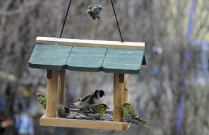 Людям, які роблять годівниці для птахів та білок, притаманні ці 11 рідкісних рис характеру Людям,-які-роблять-годівниці-для-птахів-та-білок,-притаманні-ці-11-рідкісних-рис-характеру