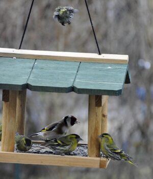Людям,-які-роблять-годівниці-для-птахів-та-білок,-притаманні-ці-11-рідкісних-рис-характеру