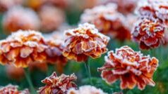 Очікується похолодання та заморозки в Україні з 25 по 27 квітня В-Україну-сунуть-заморозки.-Прогнозують-2-й-рівень-небезпеки