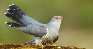 Орнітологи розвінчали давній міф про зозуль Орнітологи-розвінчали-давній-міф-про-зозуль