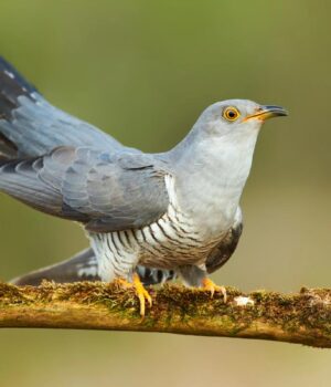 Орнітологи-розвінчали-давній-міф-про-зозуль