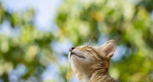 Коли в Україні нарешті потеплішає: синоптикиня оновила прогноз Коли-в-Україні-нарешті-потеплішає:-синоптикиня-оновила-прогноз