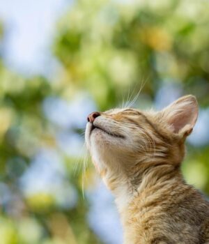 Коли-в-Україні-нарешті-потеплішає:-синоптикиня-оновила-прогноз