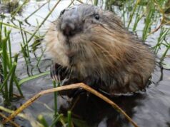 Бобри захоплюють Арктику: як тварини змінюють північні річки та озера Бобри-захоплюють-Арктику:-як тварини-змінюють-північні-річки-та озера