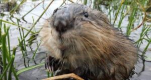 Бобри захоплюють Арктику: як тварини змінюють північні річки та озера Бобри-захоплюють-Арктику:-як тварини-змінюють-північні-річки-та озера