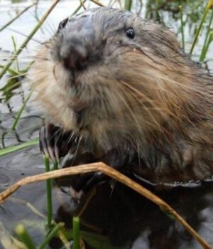 Бобри-захоплюють-Арктику:-як тварини-змінюють-північні-річки-та озера
