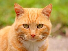 У зоопарку Мехіко викрили рудого кота, який постійно краде їжу в бенгальського тигра У-зоопарку-Мехіко-викрили-рудого-кота,-який-постійно-краде-їжу-в-бенгальського-тигра