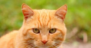 У зоопарку Мехіко викрили рудого кота, який постійно краде їжу в бенгальського тигра У-зоопарку-Мехіко-викрили-рудого-кота,-який-постійно-краде-їжу-в-бенгальського-тигра