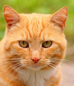 У-зоопарку-Мехіко-викрили-рудого-кота,-який-постійно-краде-їжу-в-бенгальського-тигра