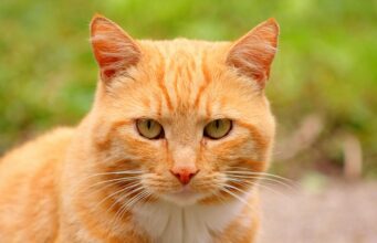 У зоопарку Мехіко викрили рудого кота, який постійно краде їжу в бенгальського тигра У-зоопарку-Мехіко-викрили-рудого-кота,-який-постійно-краде-їжу-в-бенгальського-тигра