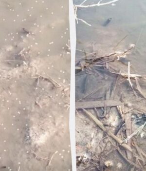 На-Одещині-помітили-хмари-з-мільярдів-комарів:-що-відбувається