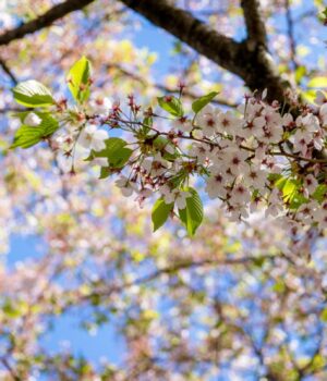 Чи-потепліє-в-Україні-наступного-тижня:-синоптикиня-дала-прогноз