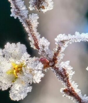Штормовий-вітер-і-заморозки:-Україну-накриє-небезпечна-погода-до-кінця-квітня