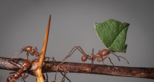 Їхні гнізда нагадують офісний комплекс із контрольованим мікрокліматом: що це за працелюбні істоти Їхні-гнізда-нагадують-офісний-комплекс-із-контрольованим-мікрокліматом:-що-це-за-працелюбні-істоти