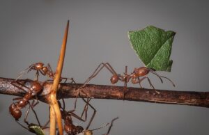 Їхні гнізда нагадують офісний комплекс із контрольованим мікрокліматом: що це за працелюбні істоти Їхні-гнізда-нагадують-офісний-комплекс-із-контрольованим-мікрокліматом:-що-це-за-працелюбні-істоти