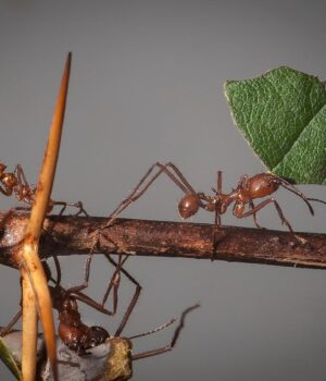 Їхні-гнізда-нагадують-офісний-комплекс-із-контрольованим-мікрокліматом:-що-це-за-працелюбні-істоти
