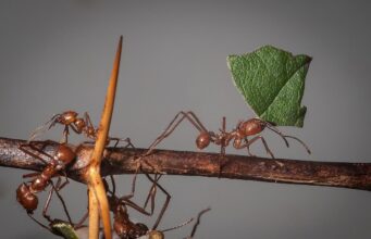 Їхні гнізда нагадують офісний комплекс із контрольованим мікрокліматом: що це за працелюбні істоти Їхні-гнізда-нагадують-офісний-комплекс-із-контрольованим-мікрокліматом:-що-це-за-працелюбні-істоти