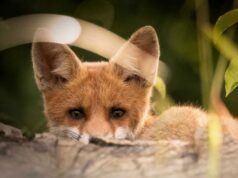 У Волинській області стартує кампанія вакцинації диких тварин проти сказу На-території-Володимирського-району-проведуть-весняну-вакцинацію-диких-тварин-проти-сказу