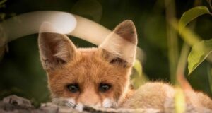 У Волинській області стартує кампанія вакцинації диких тварин проти сказу На-території-Володимирського-району-проведуть-весняну-вакцинацію-диких-тварин-проти-сказу