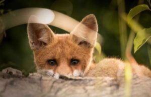 У Волинській області стартує кампанія вакцинації диких тварин проти сказу На-території-Володимирського-району-проведуть-весняну-вакцинацію-диких-тварин-проти-сказу