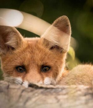 На-території-Володимирського-району-проведуть-весняну-вакцинацію-диких-тварин-проти-сказу