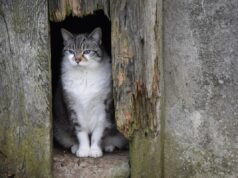 Тепла не чекайте: 28 квітня по всій Україні буде холодно Тепла-не-чекайте:-28-квітня-по-всій-Україні-буде-холодно