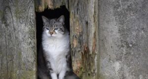 Тепла не чекайте: 28 квітня по всій Україні буде холодно Тепла-не-чекайте:-28-квітня-по-всій-Україні-буде-холодно