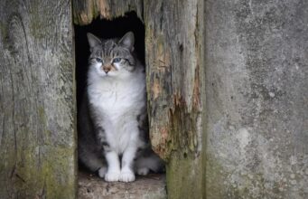 Тепла не чекайте: 28 квітня по всій Україні буде холодно Тепла-не-чекайте:-28-квітня-по-всій-Україні-буде-холодно