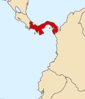 У-Панамі-вперше-за-40-років-зникла-океанічна-“лінія-життя”:-вчені-б’ють-на-сполох