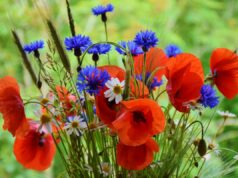 Як відпочиватимемо на травневі свята 2026: вихідні на День праці та День перемоги Як-відпочиватимемо-на-травневі-свята-2026:-вихідні-на-День-праці-та-День-перемоги