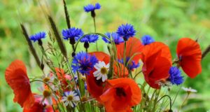 Як відпочиватимемо на травневі свята 2026: вихідні на День праці та День перемоги Як-відпочиватимемо-на-травневі-свята-2026:-вихідні-на-День-праці-та-День-перемоги