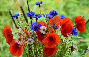 Як відпочиватимемо на травневі свята 2026: вихідні на День праці та День перемоги Як-відпочиватимемо-на-травневі-свята-2026:-вихідні-на-День-праці-та-День-перемоги