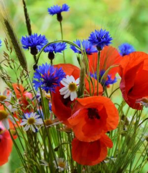 Як-відпочиватимемо-на-травневі-свята-2026:-вихідні-на-День-праці-та-День-перемоги