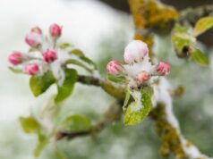 Коли в Україні припиняться заморозки: синоптикиня назвала дати потепління Коли-в Україні-припиняться-заморозки:-синоптикиня-назвала-дати-потепління