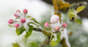 Коли в Україні припиняться заморозки: синоптикиня назвала дати потепління Коли-в Україні-припиняться-заморозки:-синоптикиня-назвала-дати-потепління
