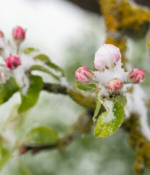 Коли-в Україні-припиняться-заморозки:-синоптикиня-назвала-дати-потепління
