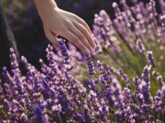 Красиві та невибагливі: садівниця назвала рослини, які будуть рости на важкому ґрунті Красиві-та-невибагливі:-садівниця-назвала-рослини,-які-будуть-рости-на-важкому-ґрунті