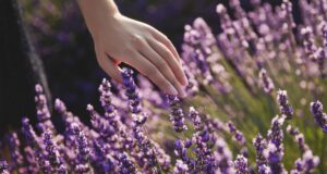 Красиві та невибагливі: садівниця назвала рослини, які будуть рости на важкому ґрунті Красиві-та-невибагливі:-садівниця-назвала-рослини,-які-будуть-рости-на-важкому-ґрунті